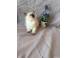 Ragdoll kittens caini pisici 930791 poza 2